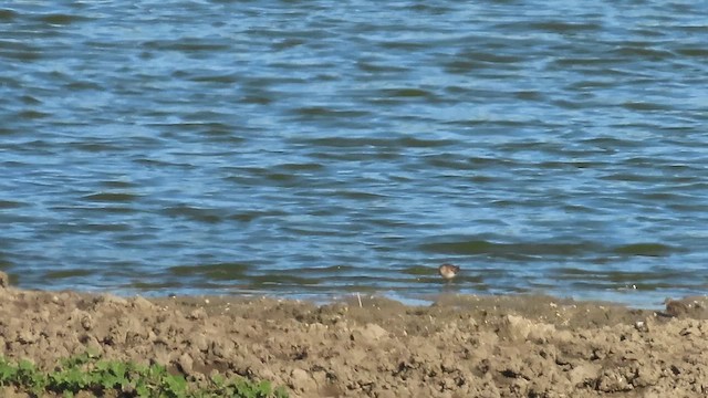 Побережник-крихітка - ML648807859