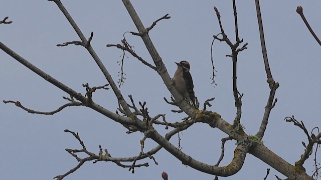 Дятел пухнастий - ML648808061