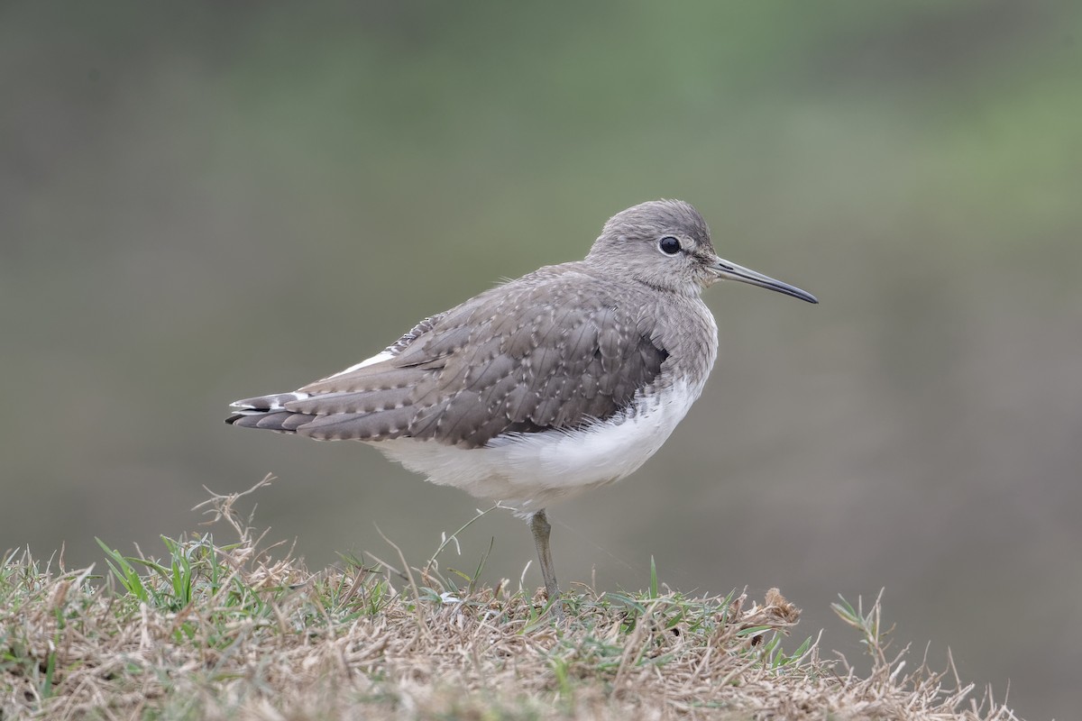 ML648808138 - Green Sandpiper - Macaulay Library