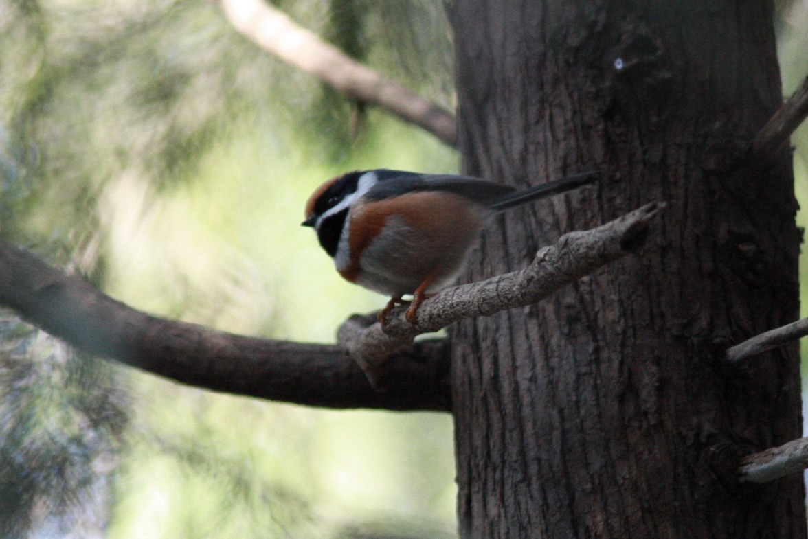 Orite à tête rousse - ML648808350