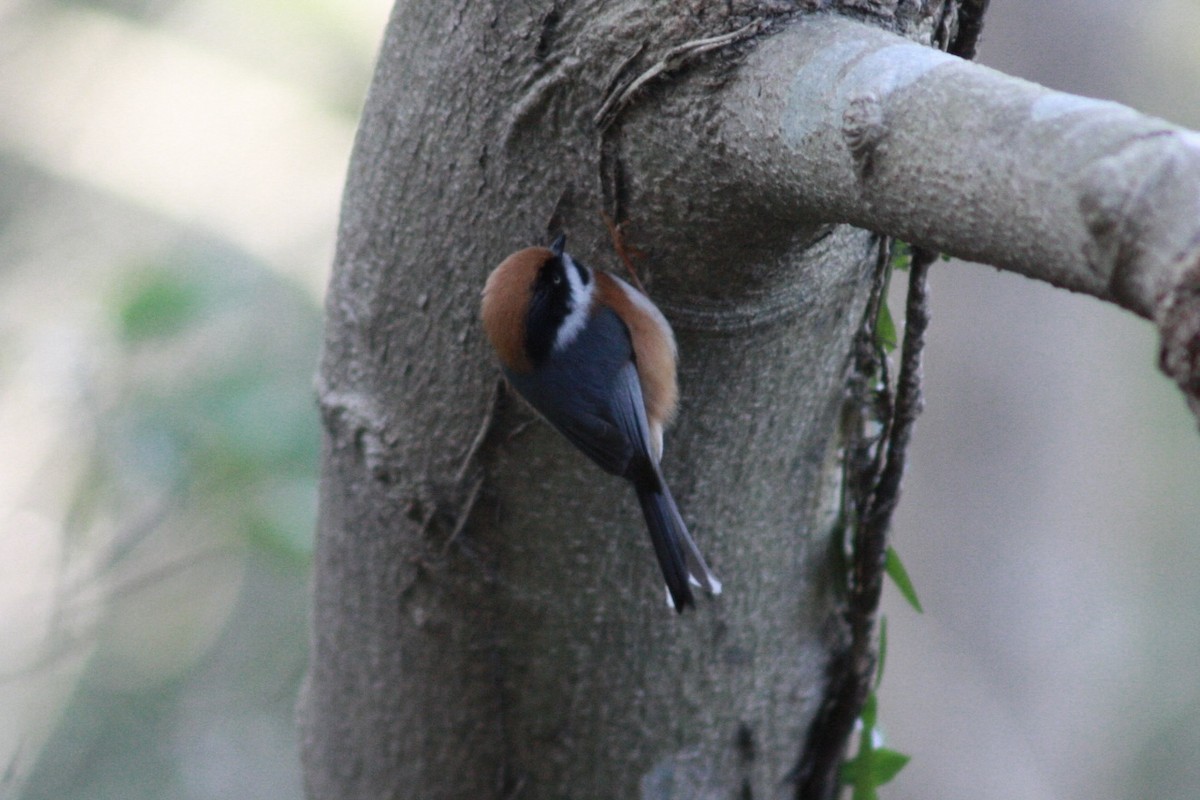 Orite à tête rousse - ML648808351