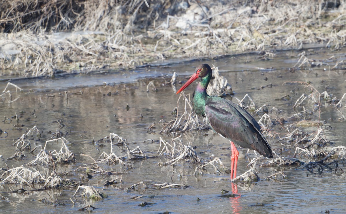 Cigogne noire - ML648808355
