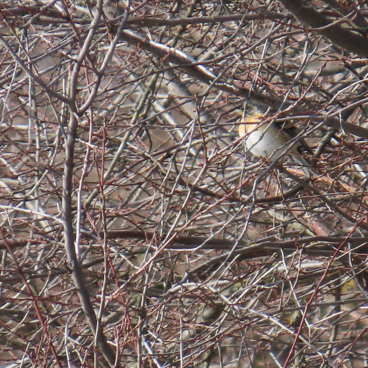 Pinson du Nord - ML648808356