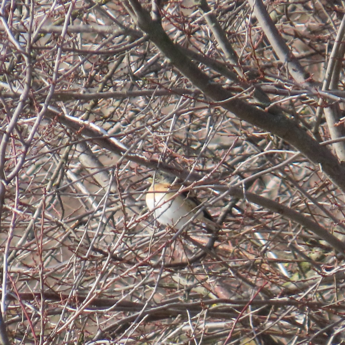 Pinson du Nord - ML648808357