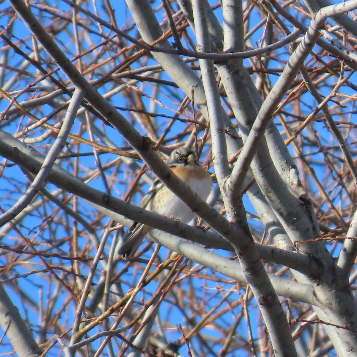 Pinson du Nord - ML648808358