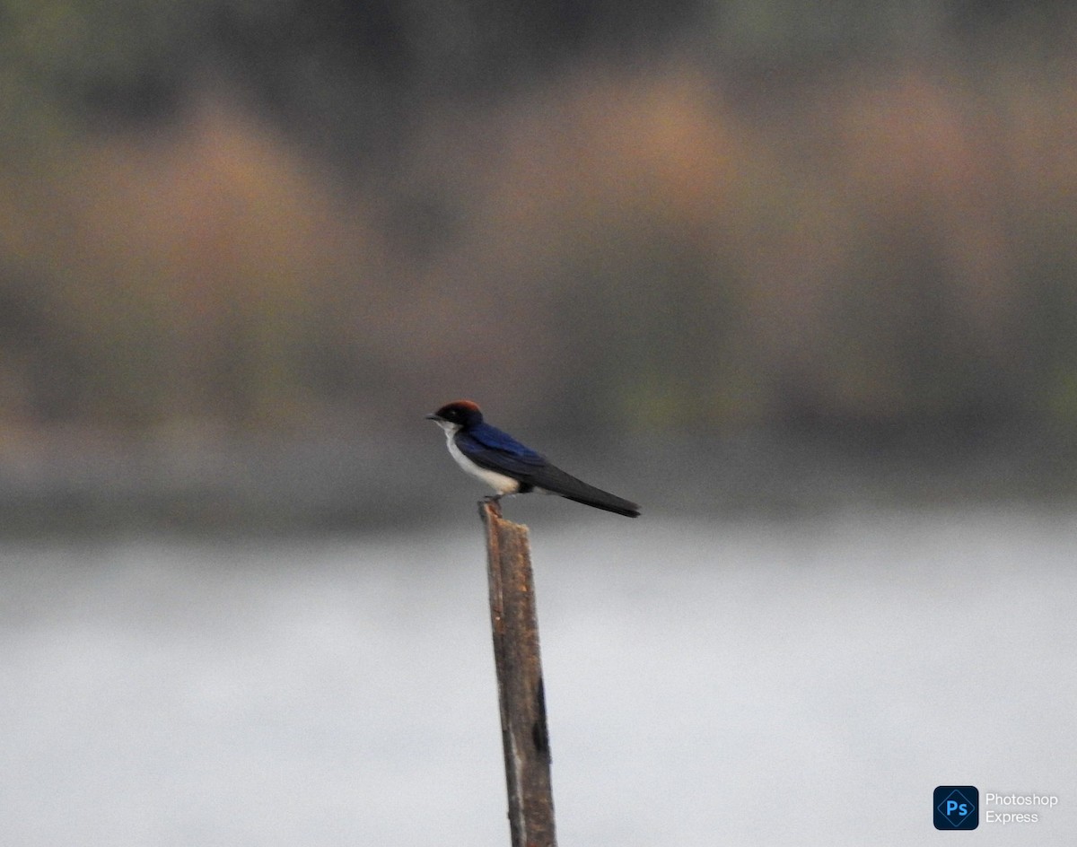 Hirondelle à longs brins - ML648808359