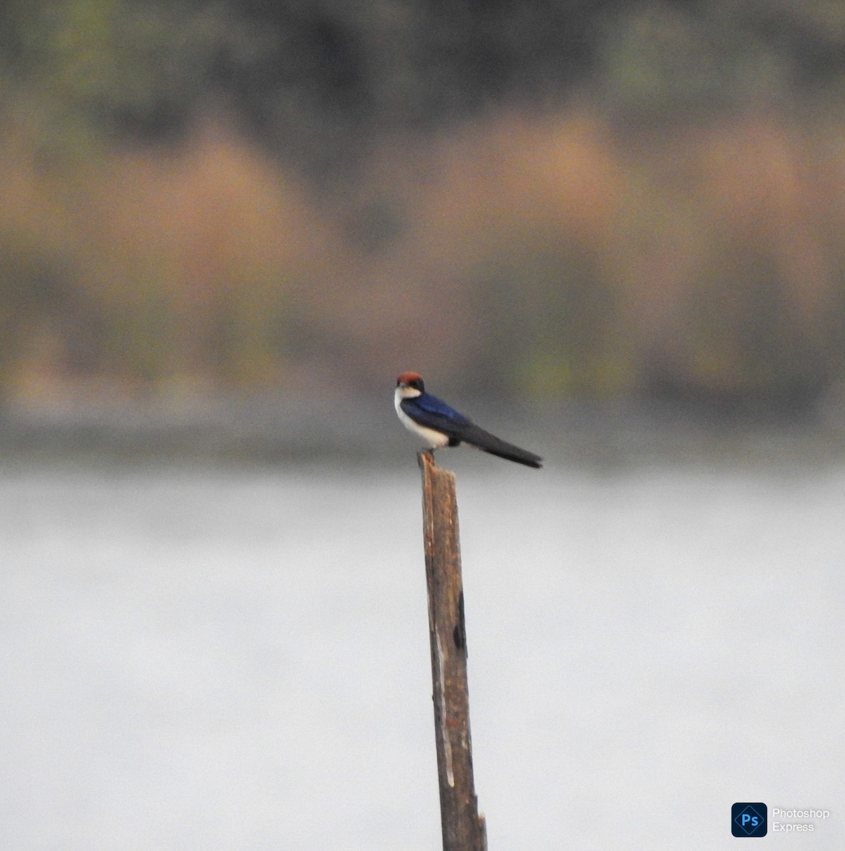 Hirondelle à longs brins - ML648808360