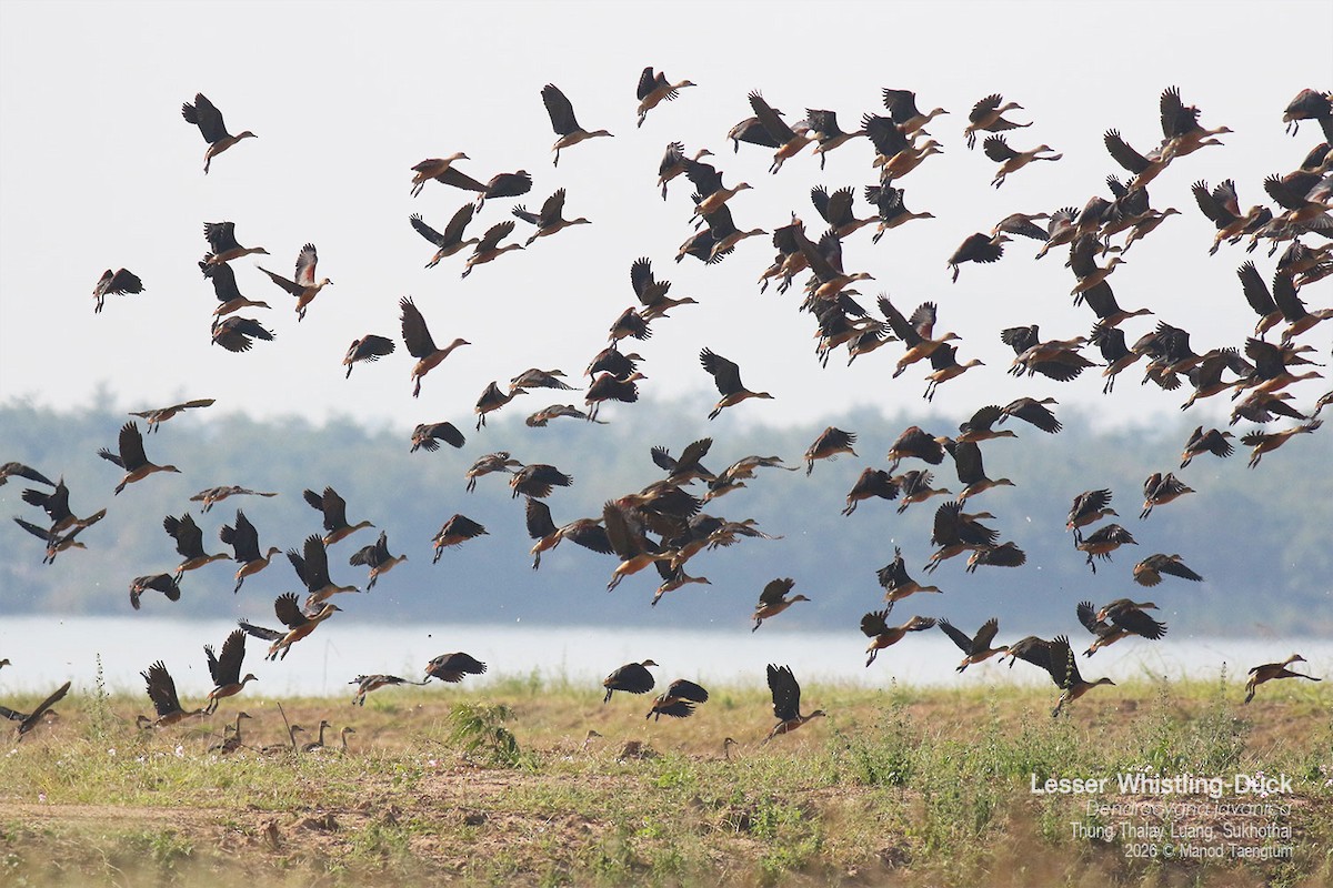 Dendrocygne siffleur - ML648808361
