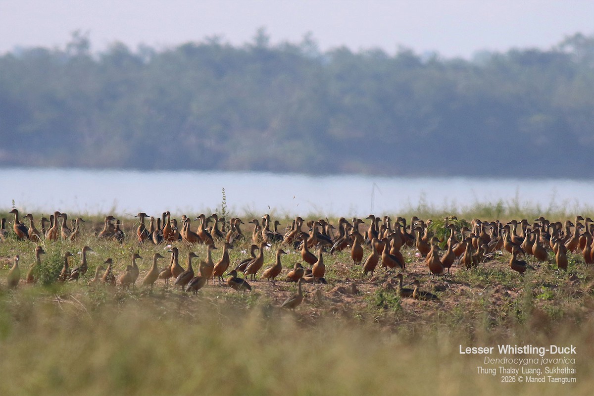 Dendrocygne siffleur - ML648808362
