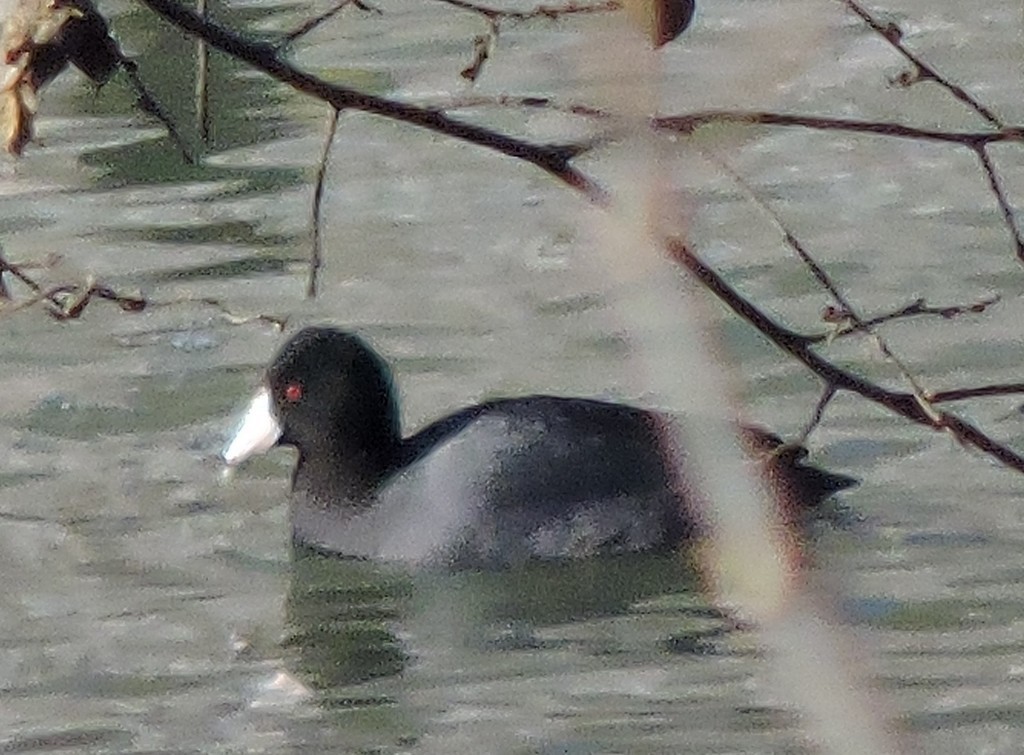 Foulque d'Amérique - ML648808363
