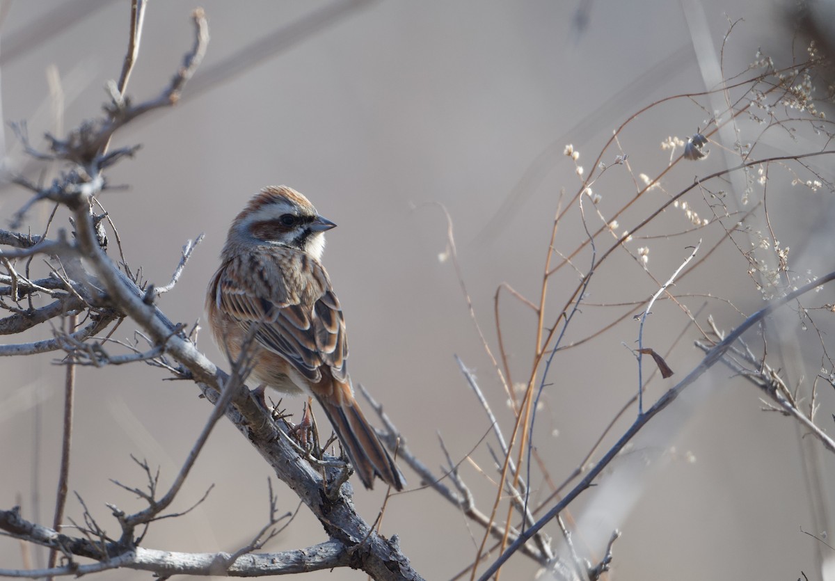 Bruant à longue queue - ML648808368