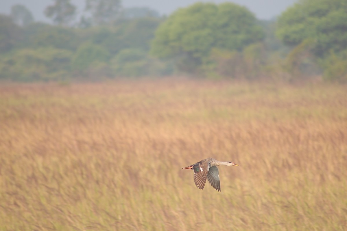 Canard à bec tacheté - ML648808370