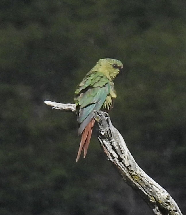 Conure magellanique - ML648808371