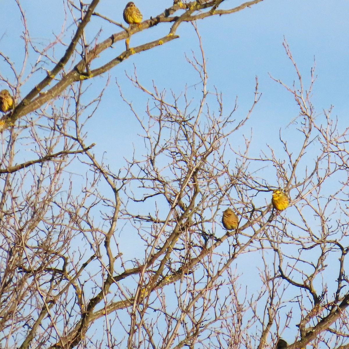 Bruant jaune - ML648808372