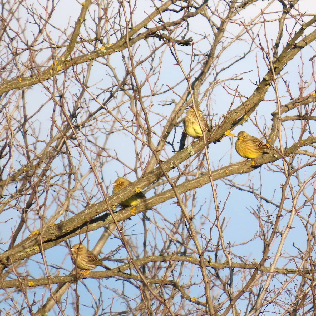 Bruant jaune - ML648808373