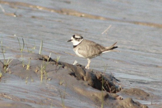 Pluvier à long bec - ML648808374