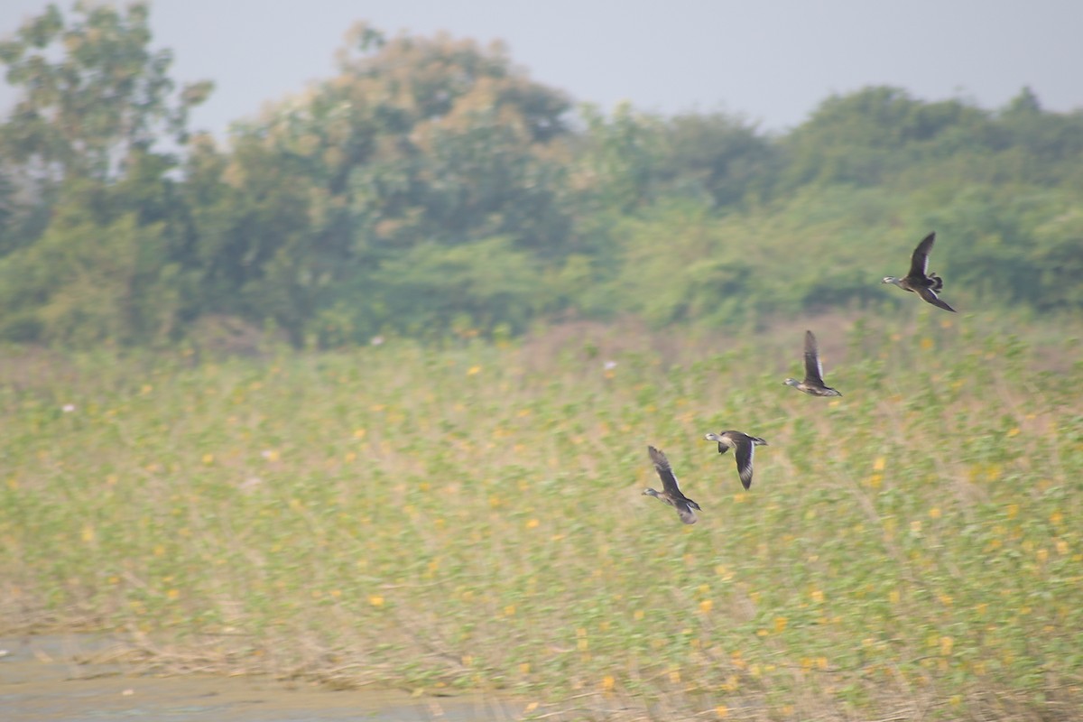 Anserelle de Coromandel - ML648808375