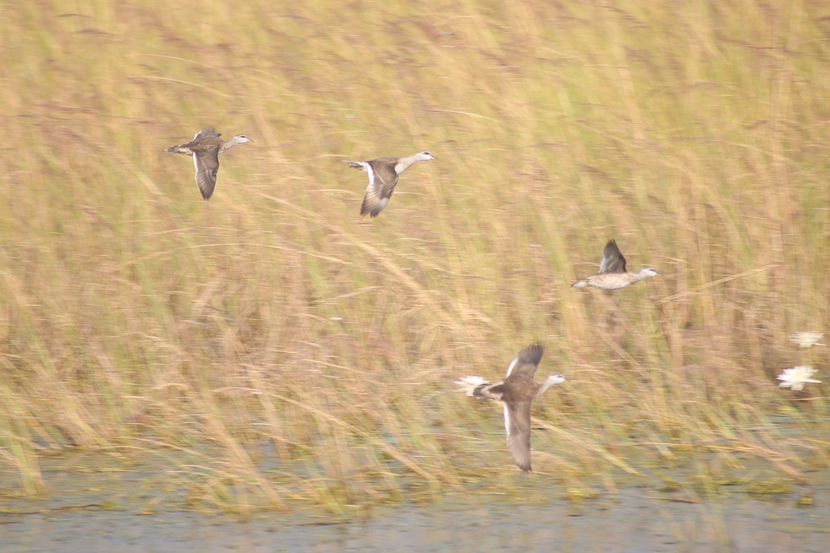 Anserelle de Coromandel - ML648808376