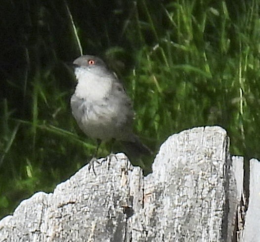 Pépoaza oeil-de-feu - ML648808377