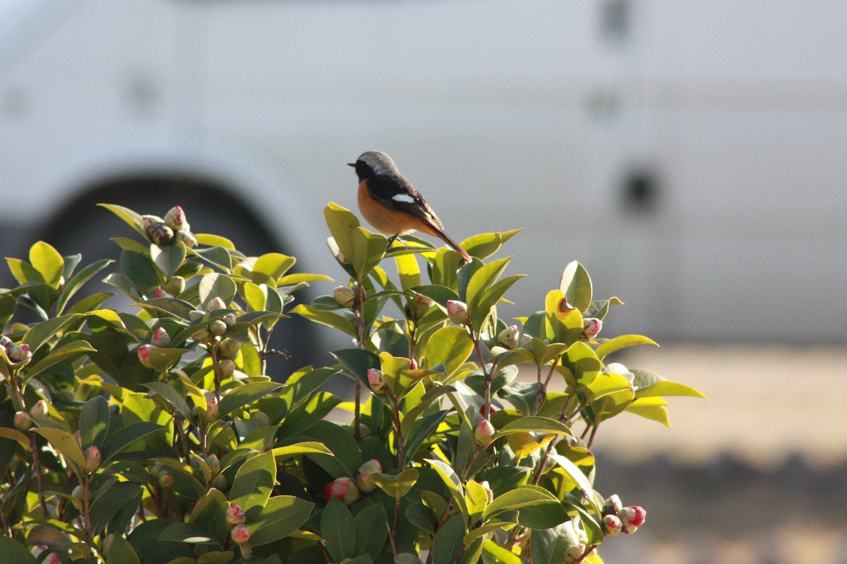 Rougequeue aurore - ML648808381