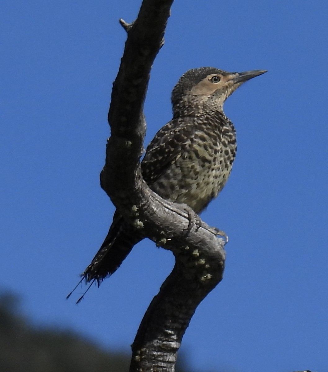 Pic du Chili - ML648808383