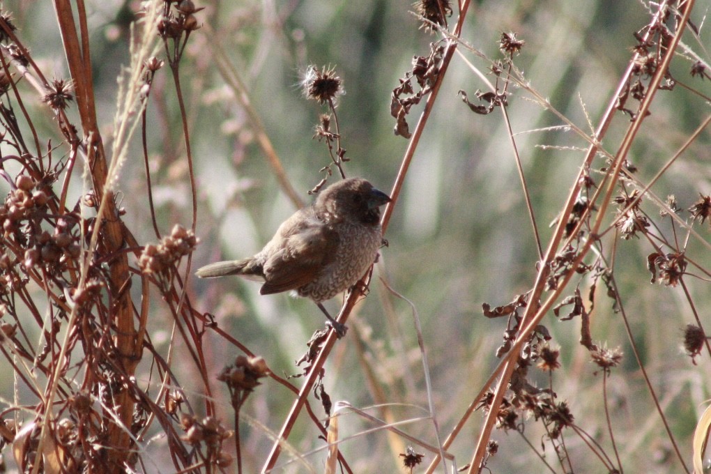 Capucin damier - ML648808384