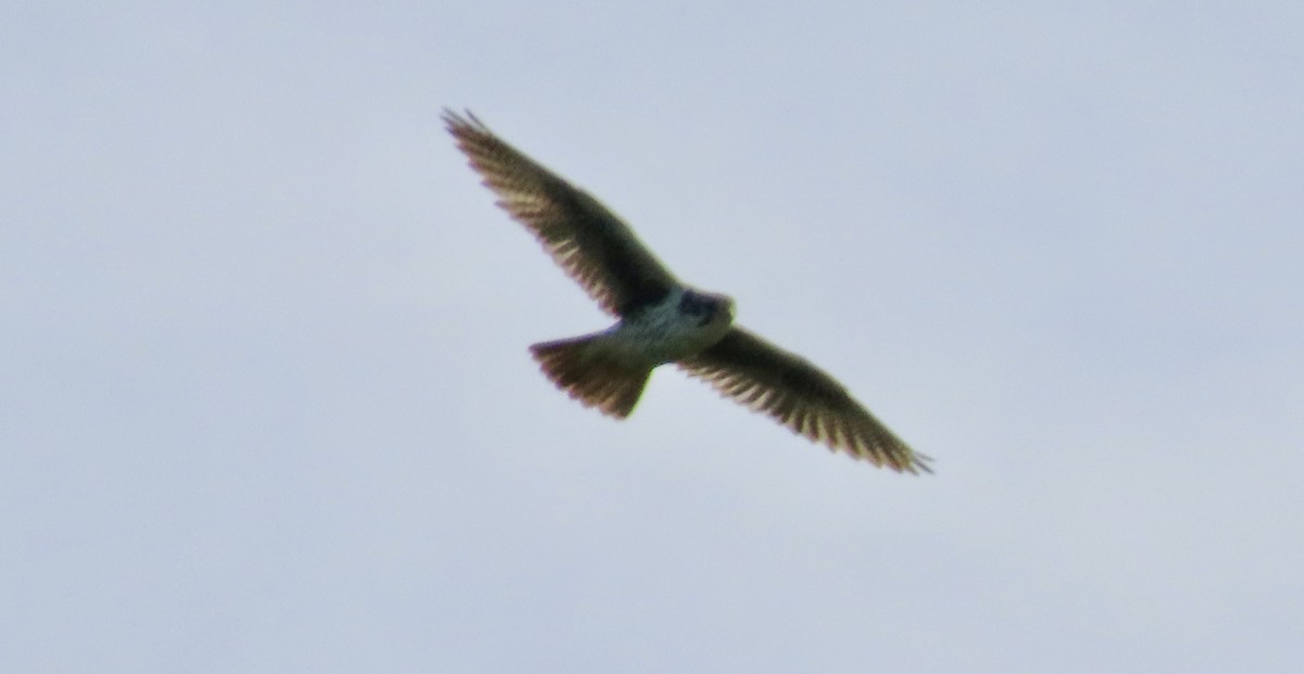 Faucon des prairies - ML648808385