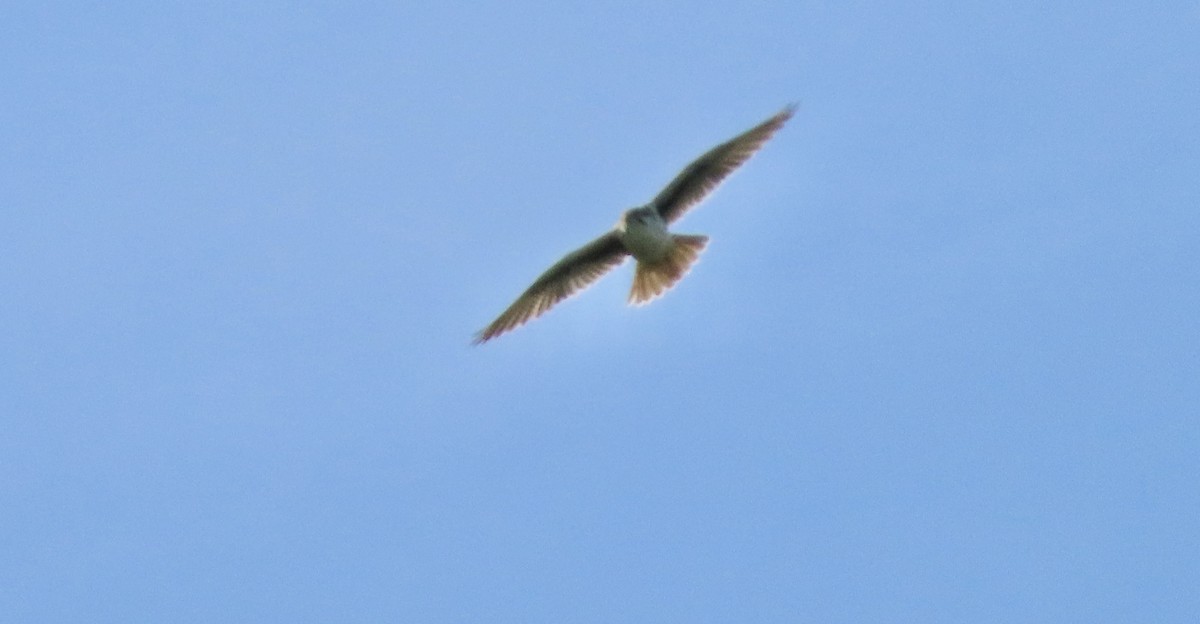 Faucon des prairies - ML648808391