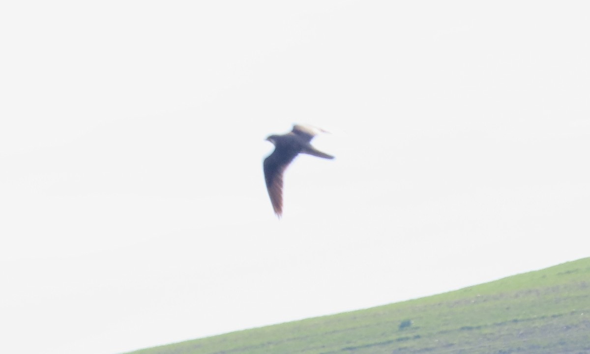 Faucon des prairies - ML648808393