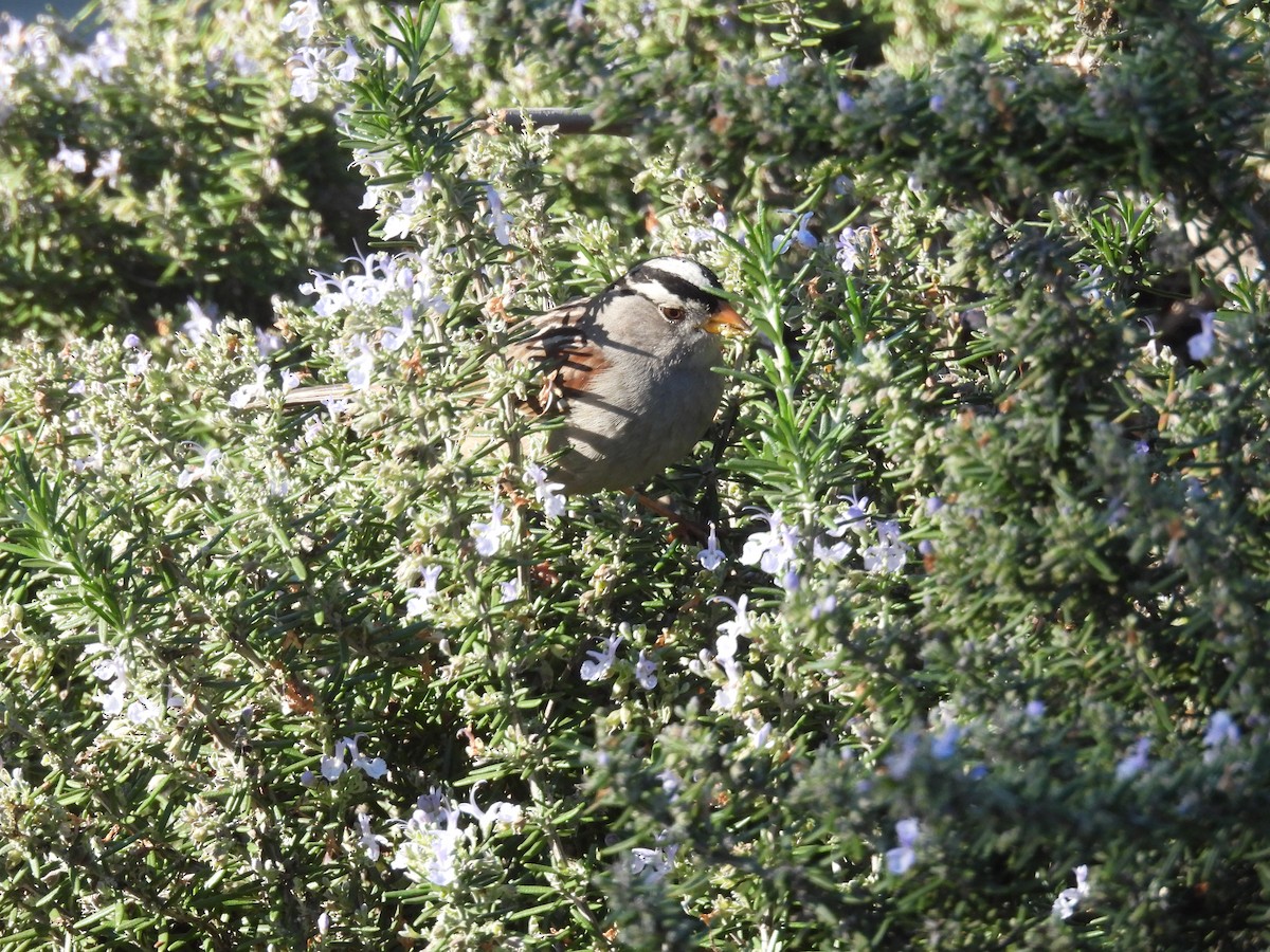 Бруант білобровий - ML648808404