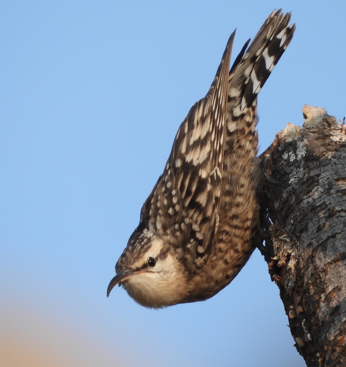 Indian Spotted Creeper - ML648808465
