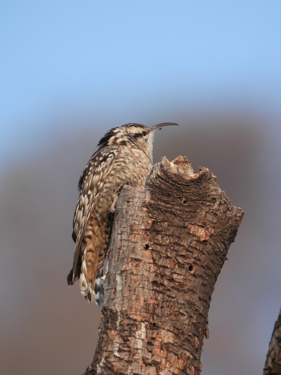 Indian Spotted Creeper - ML648808466