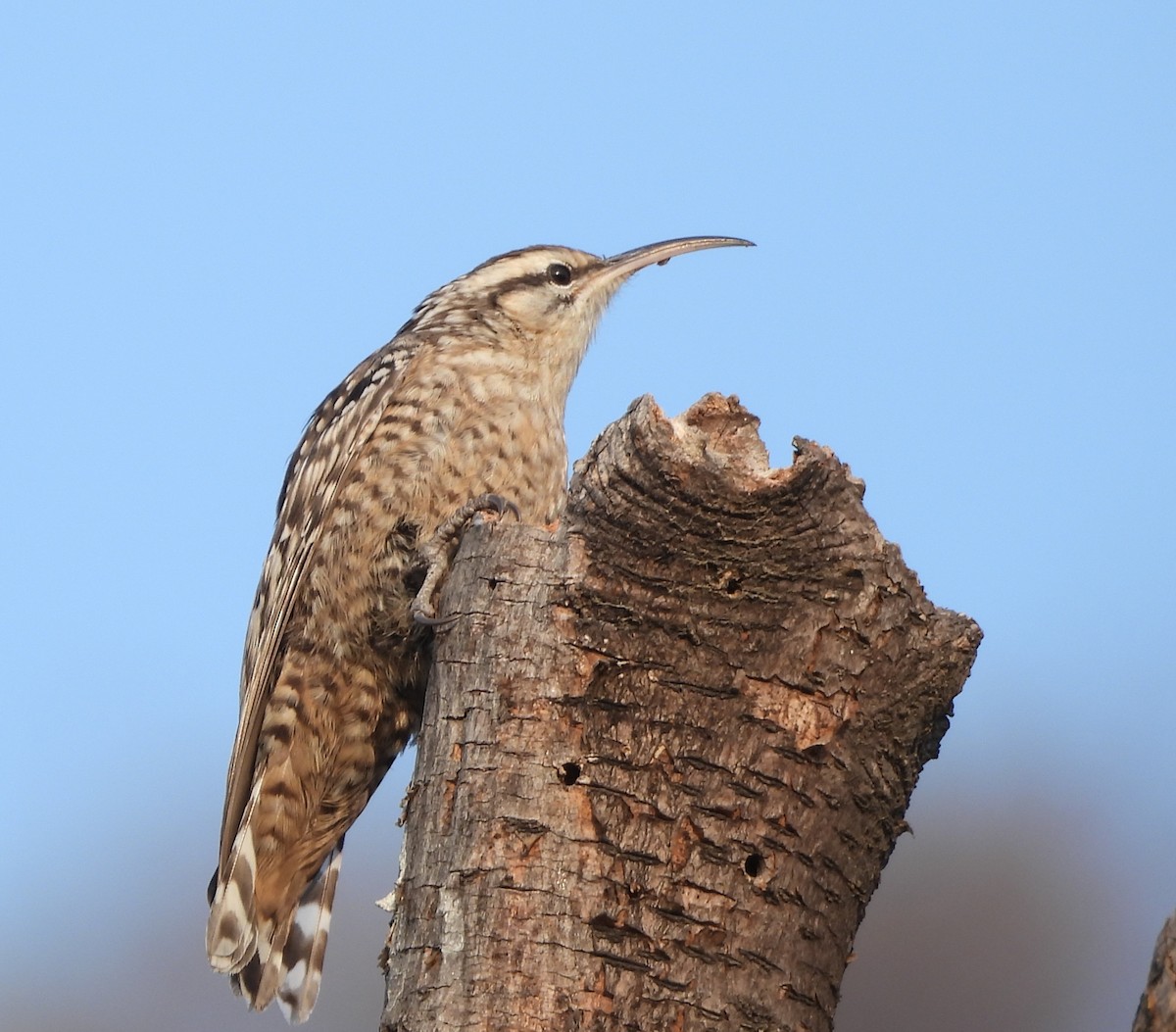Indian Spotted Creeper - ML648808467