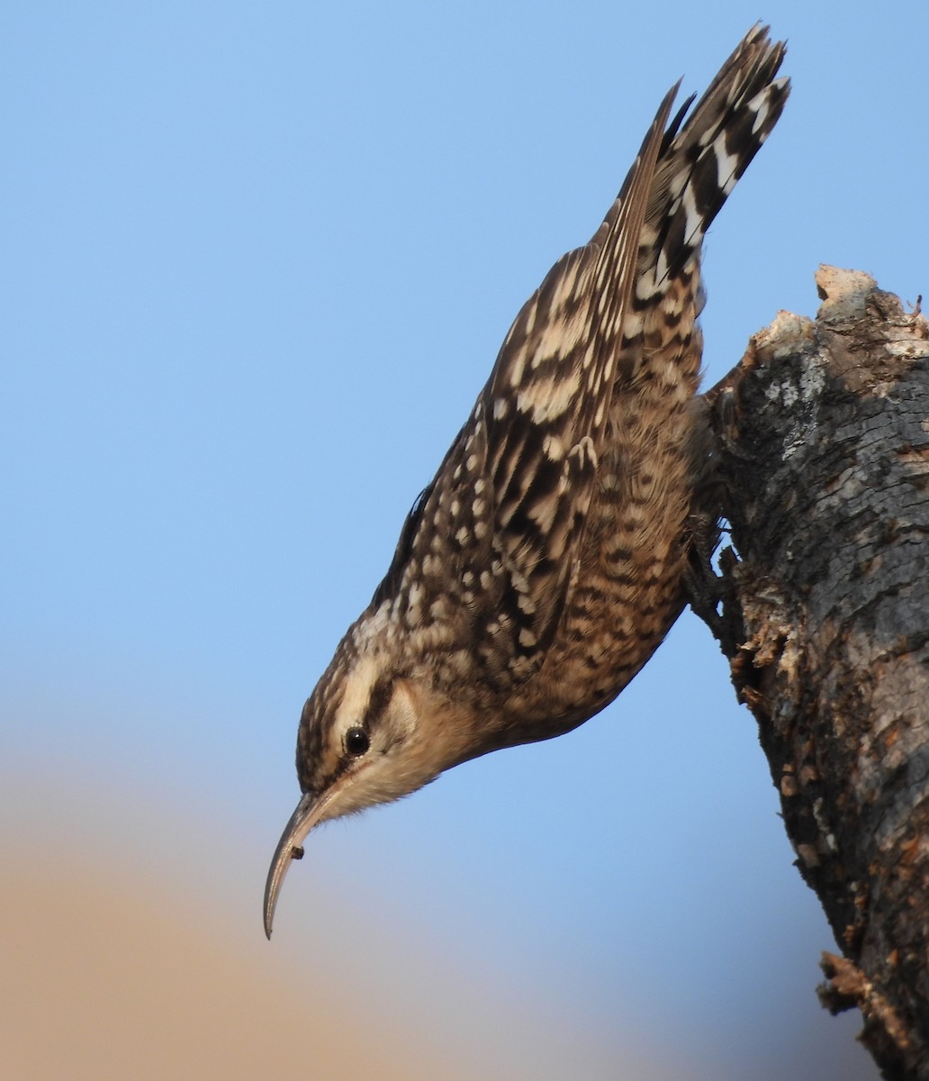Indian Spotted Creeper - ML648808468