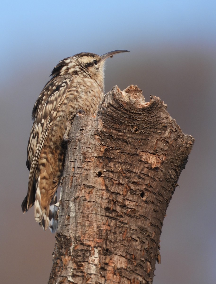 Indian Spotted Creeper - ML648808469
