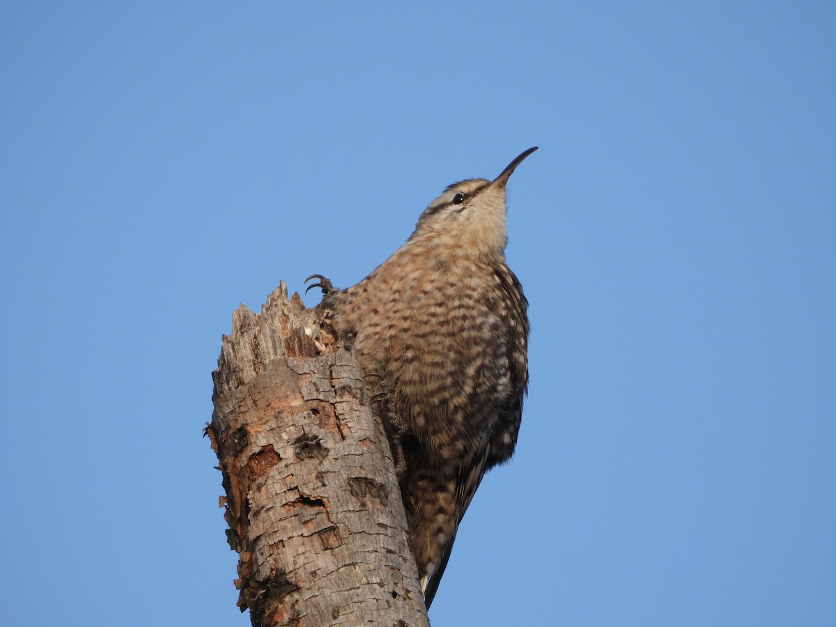 Indian Spotted Creeper - ML648808470