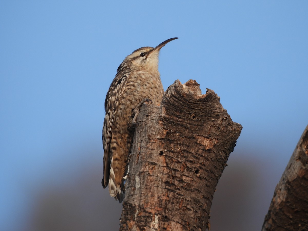 Indian Spotted Creeper - ML648808471