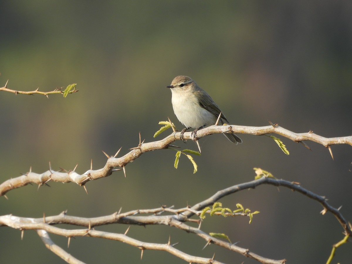 Common Chiffchaff - ML648808591