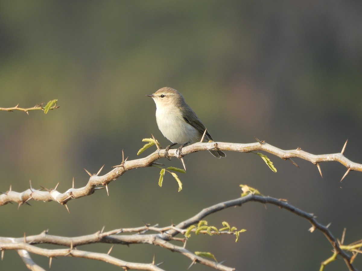 Common Chiffchaff - ML648808592