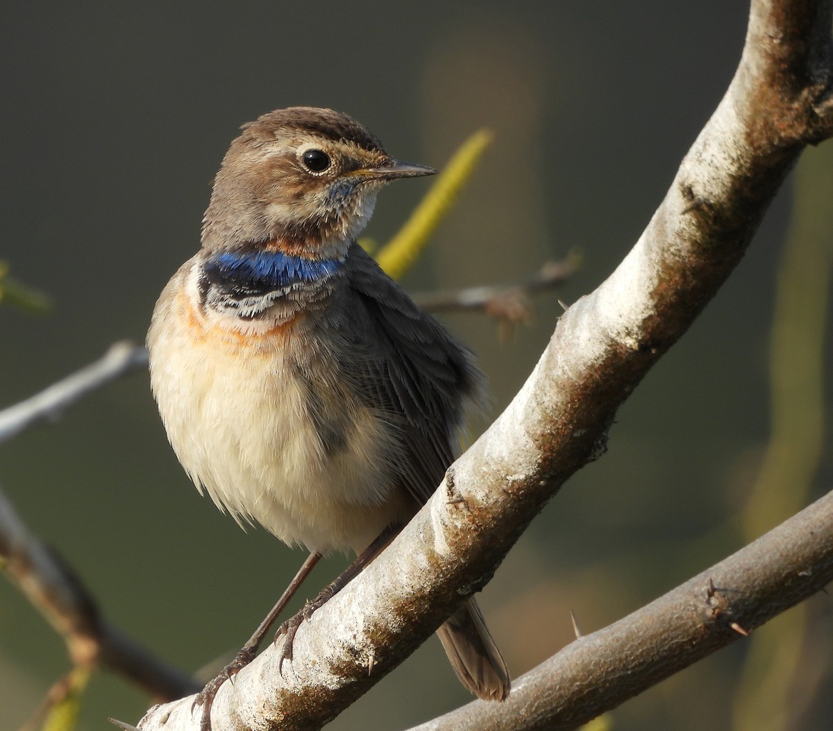 Bluethroat - ML648808613