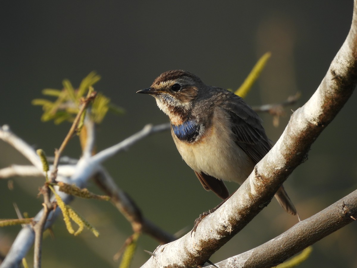 Bluethroat - ML648808614
