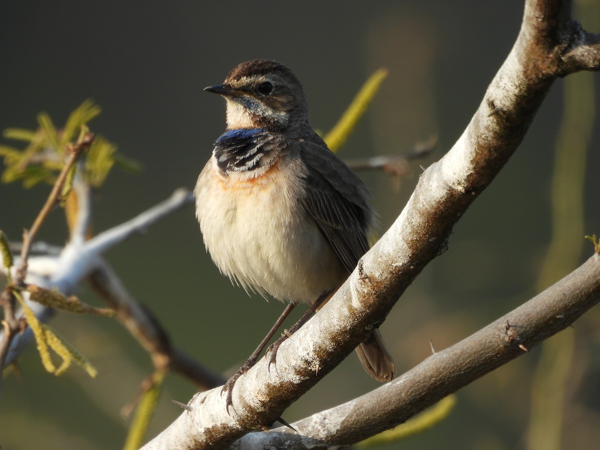 Bluethroat - ML648808615