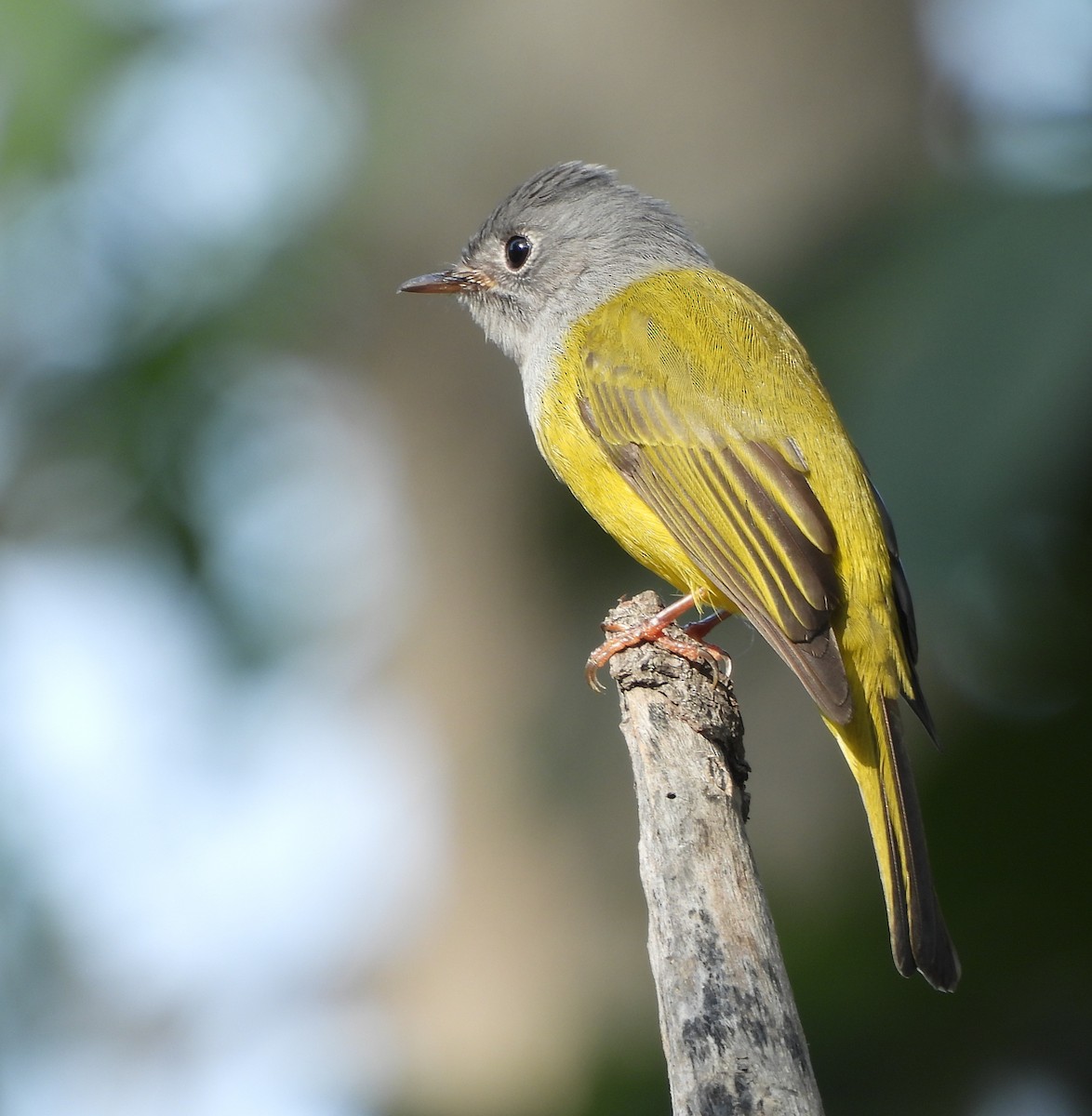 Gray-headed Canary-Flycatcher - ML648808633