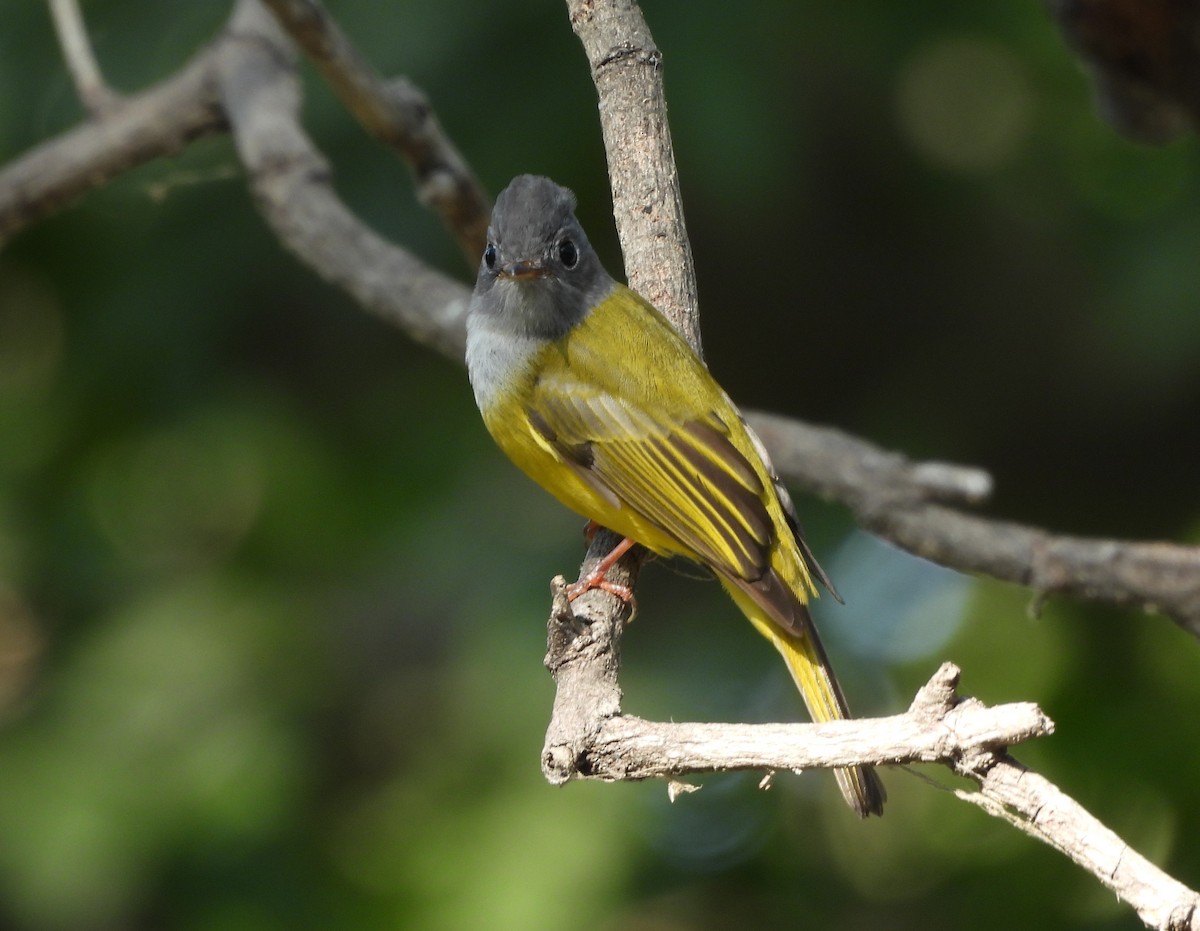 Gray-headed Canary-Flycatcher - ML648808648