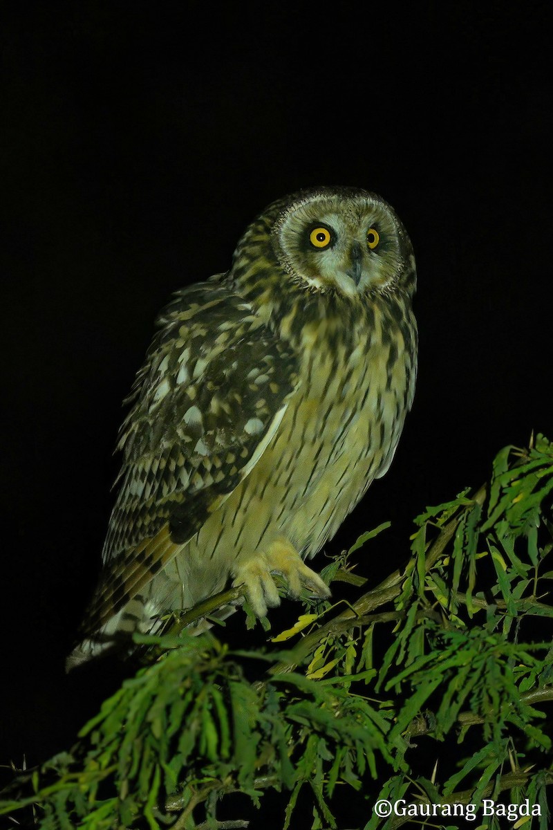 Zingira-hontza - ML648808761