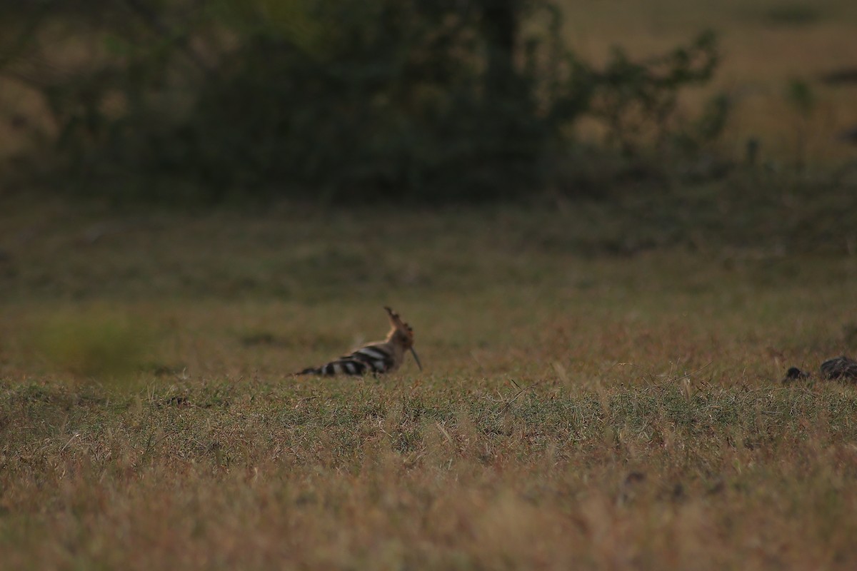 Argi-oilar arrunta - ML648808777