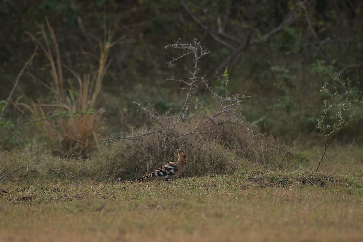 Argi-oilar arrunta - ML648808778