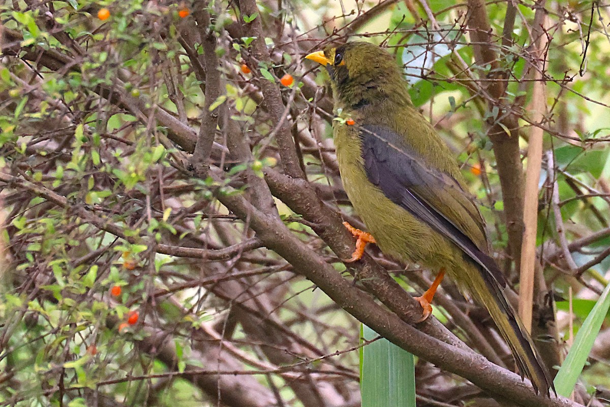 Bell Miner - ML648808779
