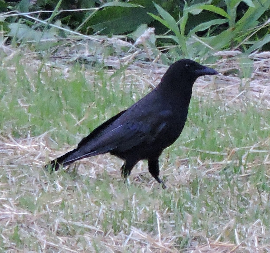 American Crow - ML648808780
