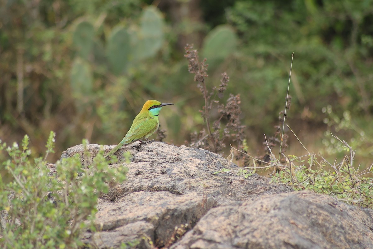 Erle-txori berde asiarra - ML648808781